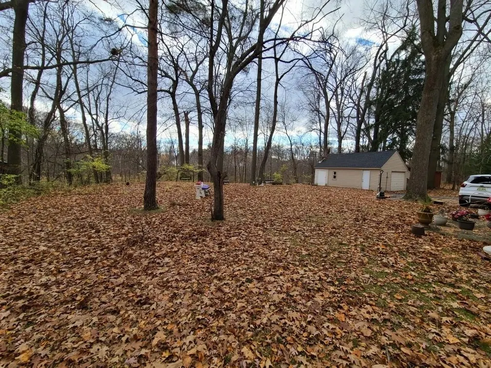 A wooded yard covered in fallen leaves under bare trees, with a shed in the background