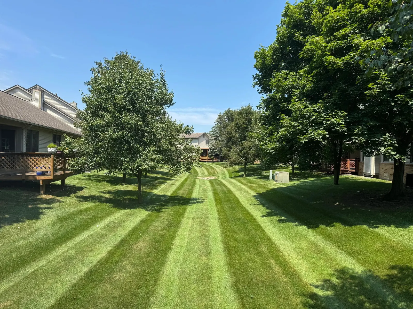 A freshly mown lawn with bold mowing stripes running between mature trees